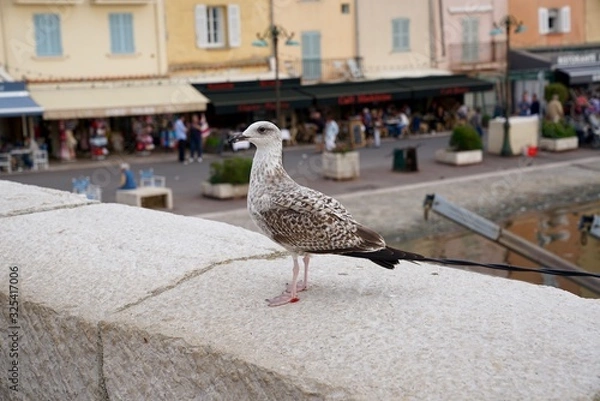 Obraz les voiles 2016