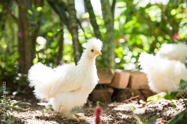 Obraz Flock of young Bantam chickens in a backyard garden. 