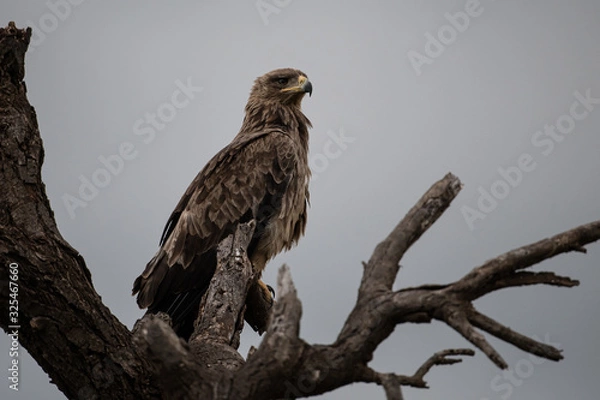 Obraz Tawny Eagle (aquila rapax)