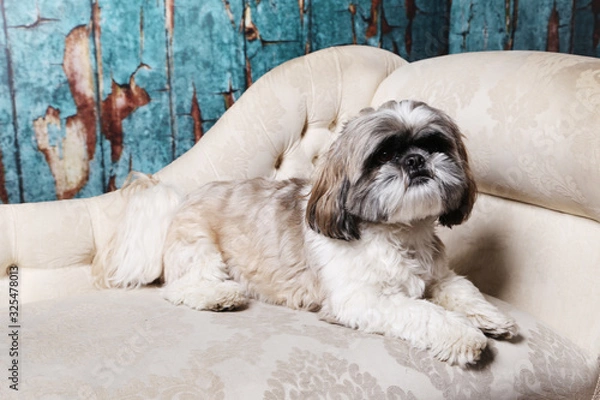Obraz White brown and black shih tzu in studio on chaise longue