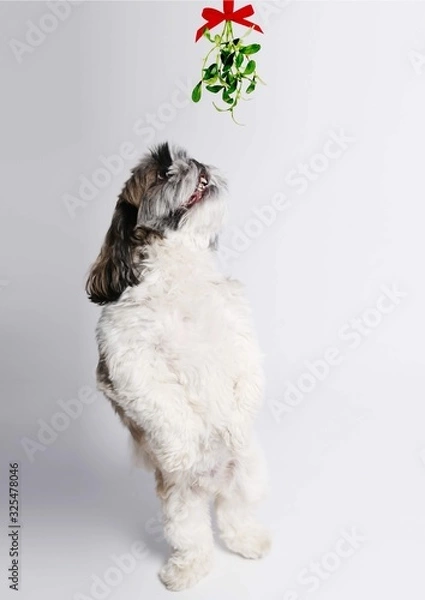 Fototapeta White, brown and black Shih Tzu on white background