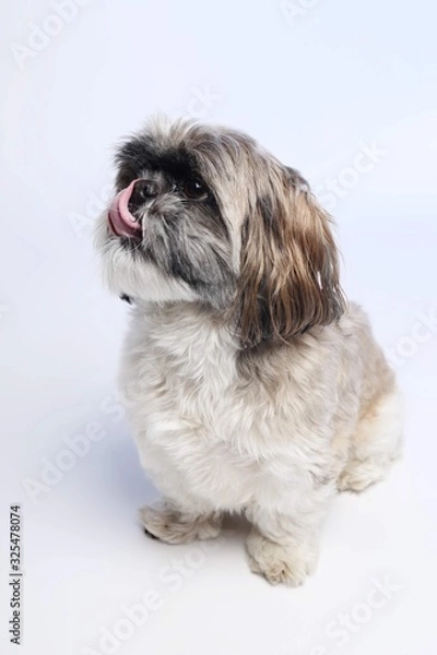 Obraz White, brown and black Shih Tzu on white background tongue out