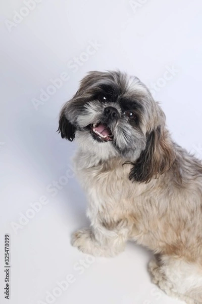 Obraz White, brown and black Shih Tzu on white background smiling happy face