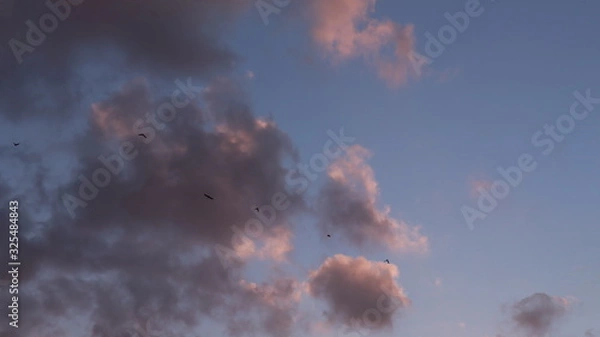 Obraz birds in the sky