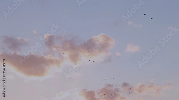 Obraz birds in the sky