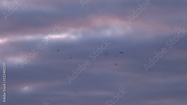 Obraz birds in the sky