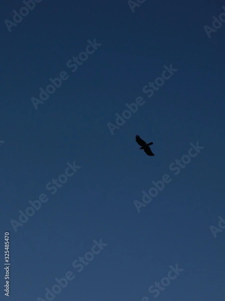 Obraz bird in flight