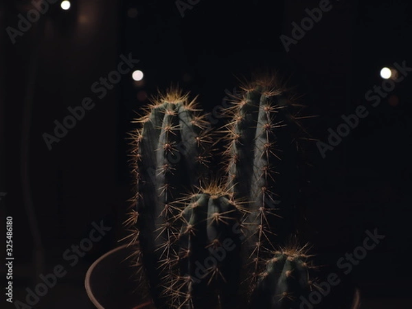 Obraz cactus on black background