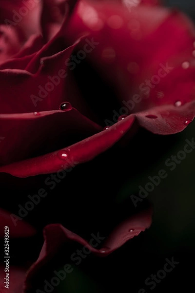 Fototapeta a red rose flower with dew drops in close-up on a dark background. Rose petals close-up. Holiday greetings concept