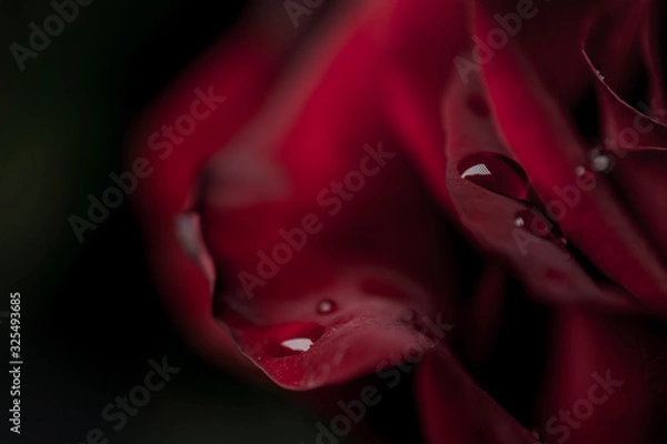 Fototapeta a red rose flower with dew drops in close-up on a dark background. Rose petals close-up. Holiday greetings concept