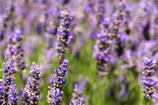 Fototapeta Bee with tongue in lavender flower looking for pollen defocused background with negavite space