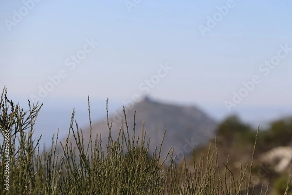 Fototapeta naturaleza 