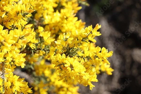 Fototapeta naturaleza 