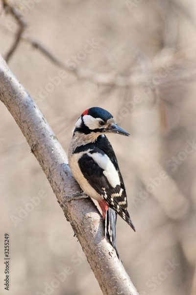 Obraz great spotted woodpecker