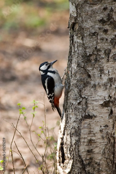 Obraz great spotted woodpecker 2