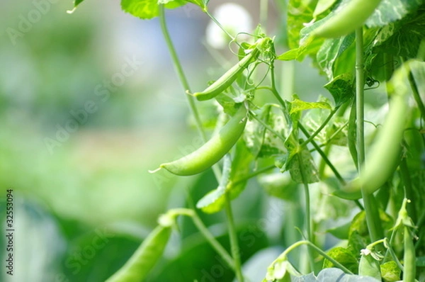 Obraz さやえんどう