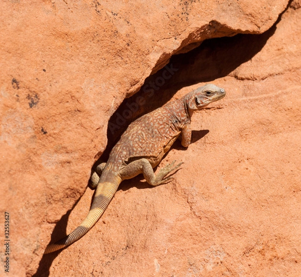 Fototapeta Western Chuckwalla lizard