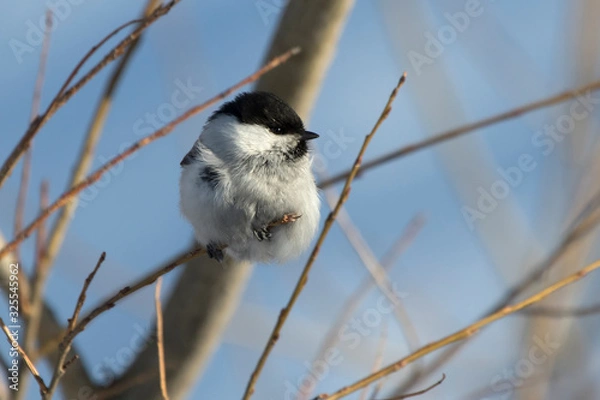 Obraz willow tit who sits among small branches on a winter day
