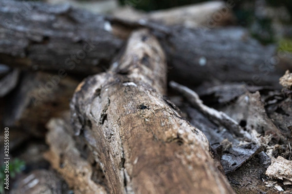 Fototapeta 写真素材：雰囲気のある木