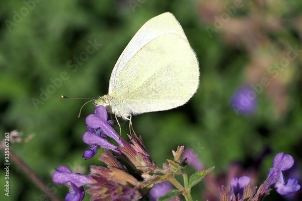 Obraz butterfly on a flower