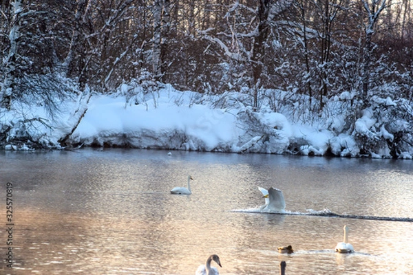 Fototapeta swans on the lake