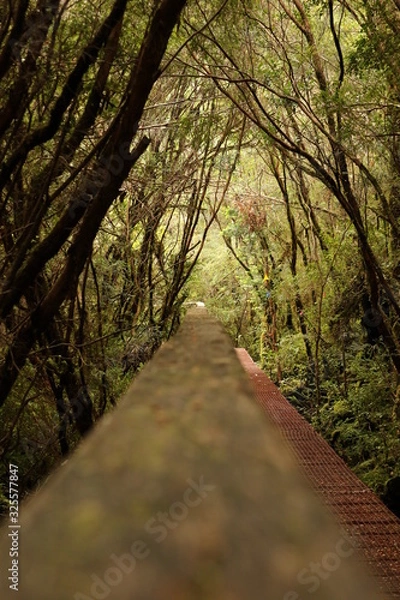 Obraz bosque hundido 