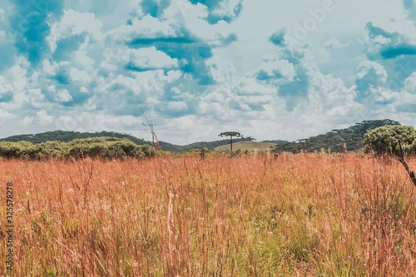 Obraz Selva brasilera