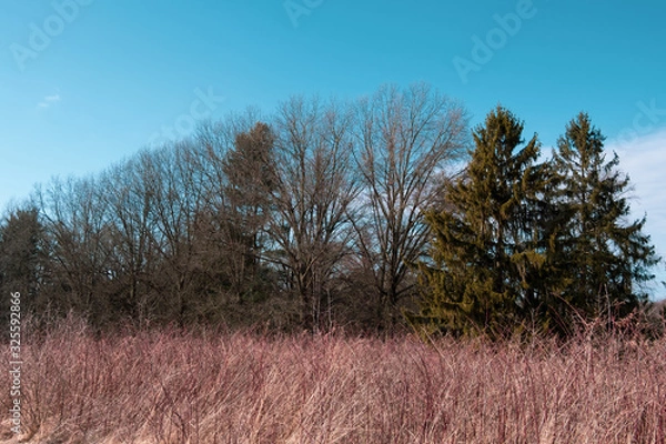 Fototapeta tree in field