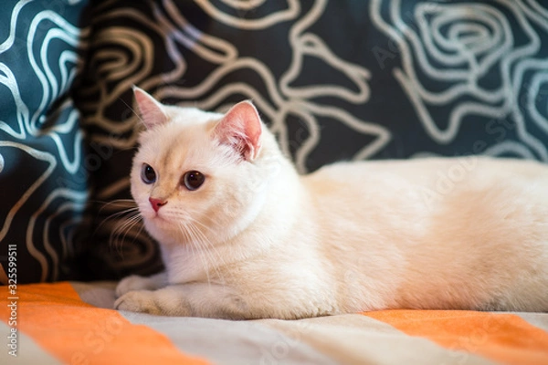 Obraz cute little cat