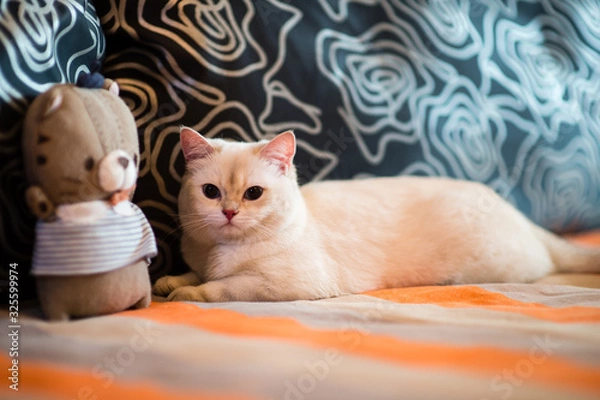 Obraz cute little cat