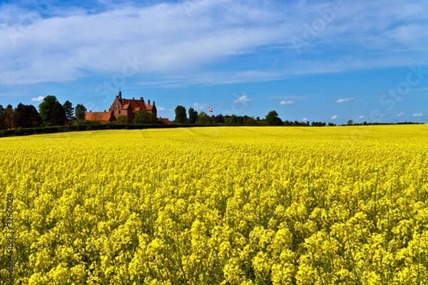 Obraz Castle surrounded by canola fields