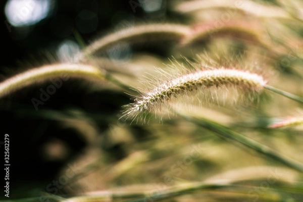 Fototapeta grass flower at sunset with mountain scenery background in green nature,yellow flower grass impact sunlight