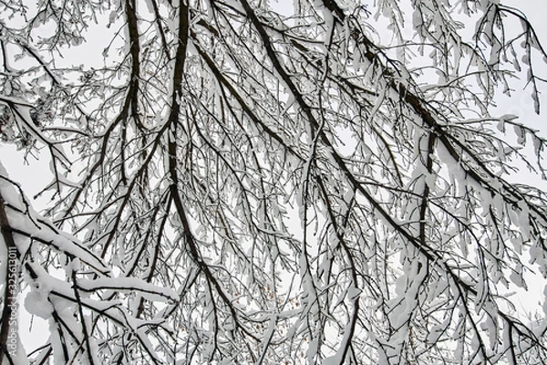 Fototapeta Winter park in snow. Beautiful winter trees branches with a lot of snow. Snow covered trees.