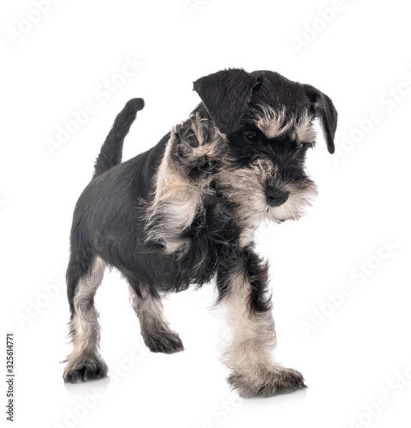 Obraz miniature schnauzer in studio