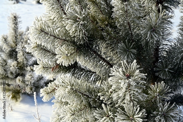 Obraz young pine tree with frosted needles