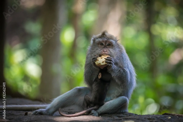 Obraz Monkey (Macaca flavicularis) in Ubud Monkey Forest, Bali.