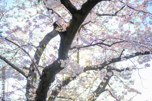 Obraz 桜