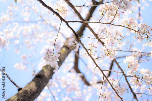 Obraz 桜