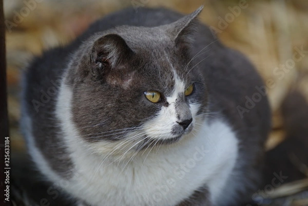 Fototapeta 可愛い猫