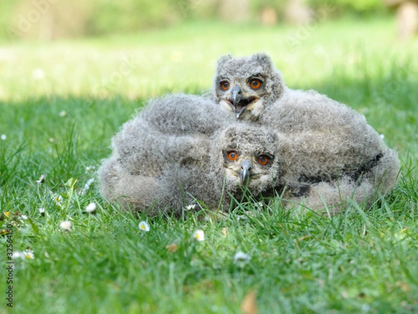 Obraz Junge Eulen