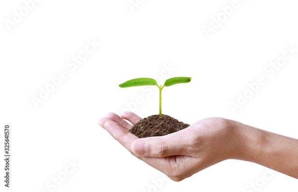 Obraz Human hands holding sprout young plant