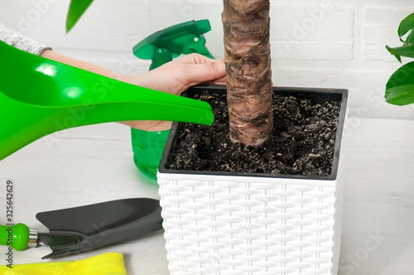 Fototapeta Girl watering a watering can indoor plants. Care for indoor flowers. Epipremnum and yucca close-up.