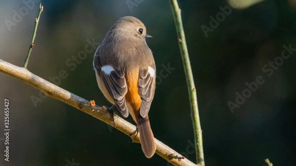 Obraz ジョウビタキ