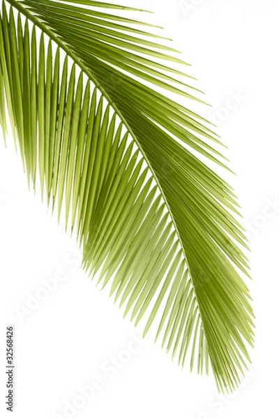 Obraz Palm leaf