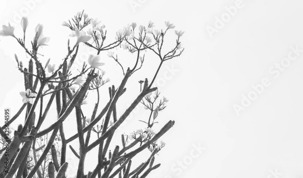 Obraz branches of tree