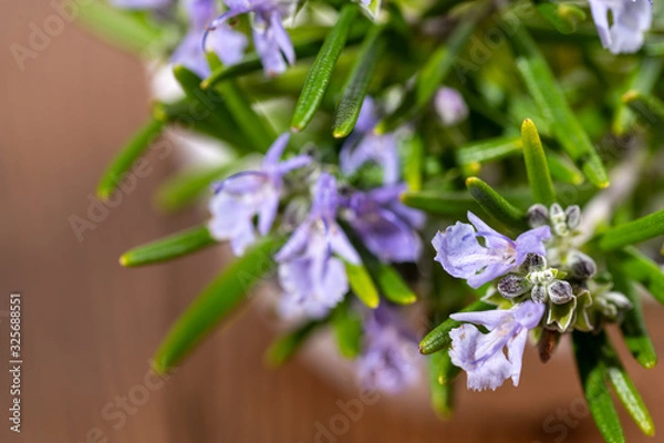 Fototapeta Extreme close-up view of fresh purple blooming rosemary twigs on a rustic wooden background