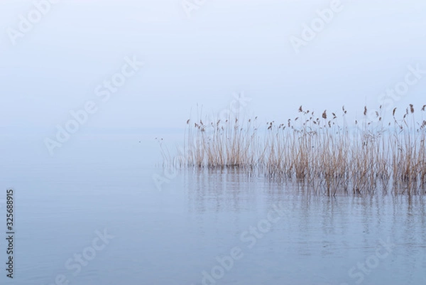 Obraz Reeds in the water