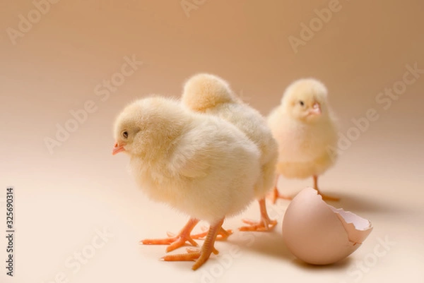 Fototapeta Image of three newborn fluffy fledgling chicken next to the eggshell.