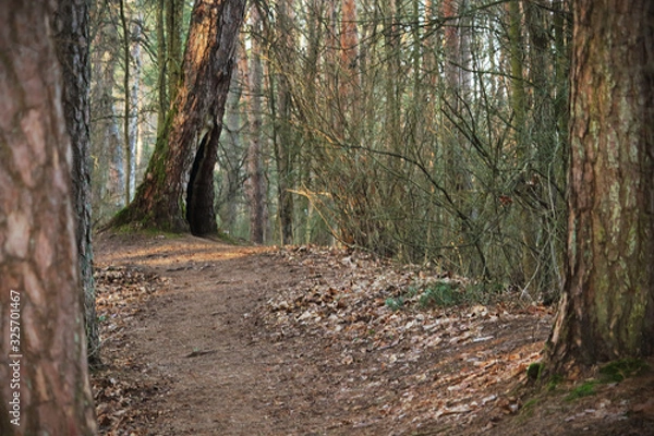 Fototapeta Mysterious forest view on hollow tree growing on hill