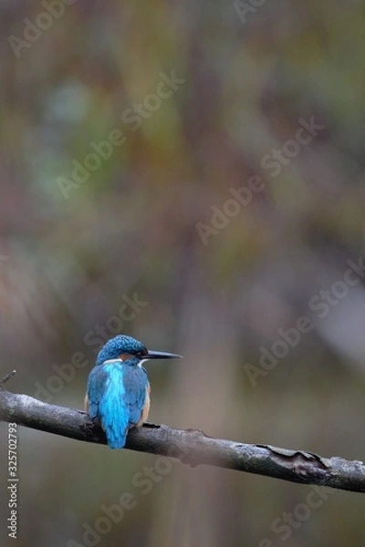 Obraz Martin-pêcheur sur sa branche 